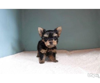 Teacup Yorkie for adoption