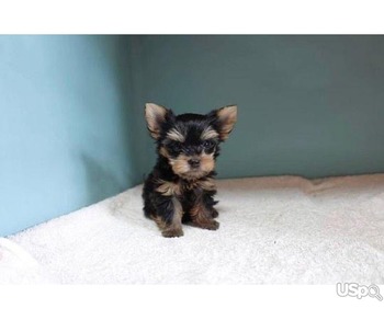 Teacup Yorkie for adoption