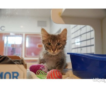 Kitten for Rehoming