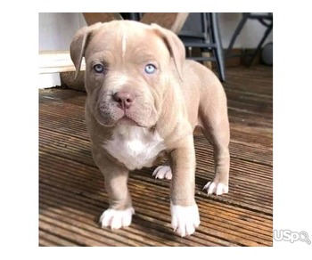 American bullies XL puppies for Adoption