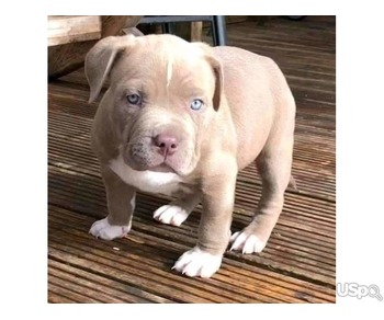 American bullies XL puppies for Adoption