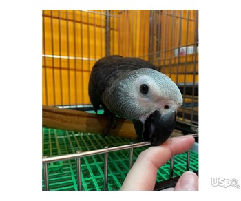 Selling My African grey parrots