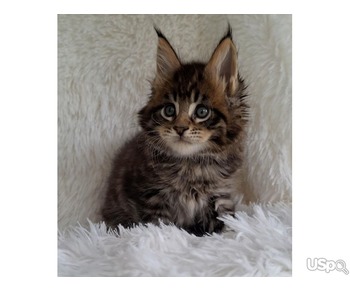 Selling Maine Coon Kitten