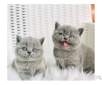 We Trained British Shorthair Kittens For Adoption