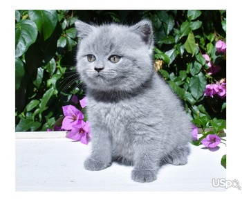 Blue British Shorthair Kittens For Sale