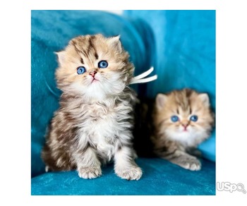 Quality Pedigree Persian Kittens For Sale