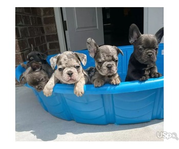 Girl Frenchie For Sale