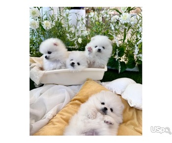 Purebred Pomeranian Puppies For Sale
