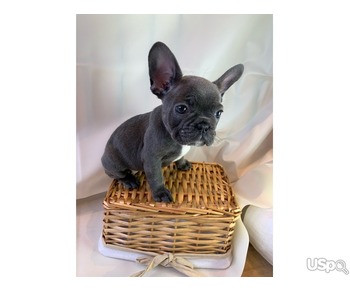 Adorable  French Bulldog Puppies