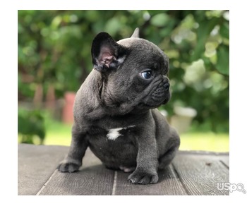 Blue French Bulldog Pup's For Sale