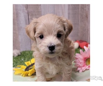 Maltipoo puppies available