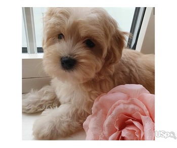 Maltipoo puppies available