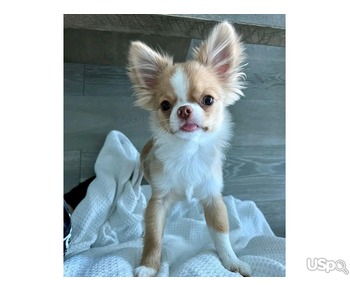 Chihuahua puppies for Rehoming