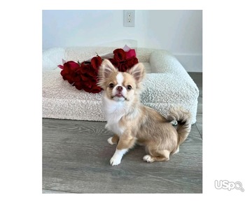 Chihuahua puppies for Rehoming