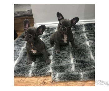 Adorable  French Bulldog Puppies