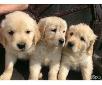 Golden Retriever puppies