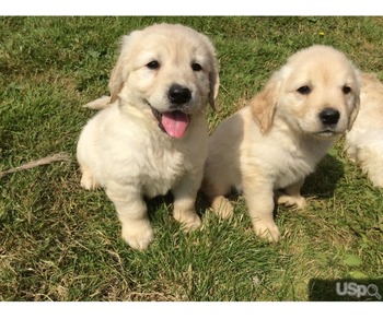 Golden Retriever puppies