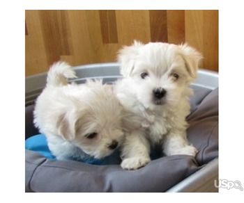 Top Class Maltese Puppies Available