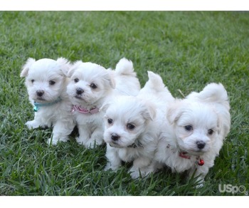 Top Class Maltese Puppies Available