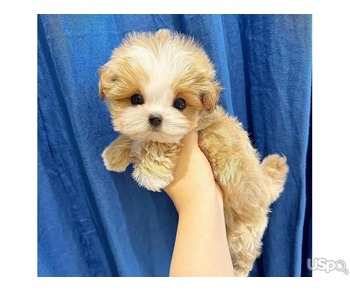 Amazing maltese puppies for Adoption