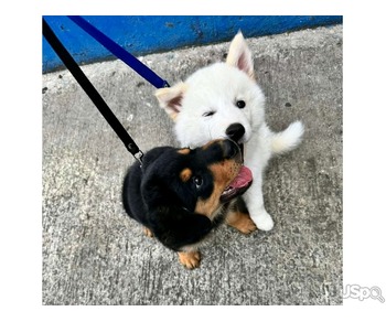 Amazing Hokkaido puppies for Adoption