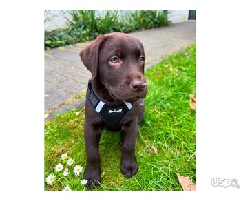 Male Chocolate Labrador Retriever Pup For Sale