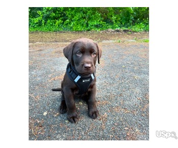 Male Chocolate Labrador Retriever Pup For Sale