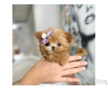 Teacup poodle for adoption