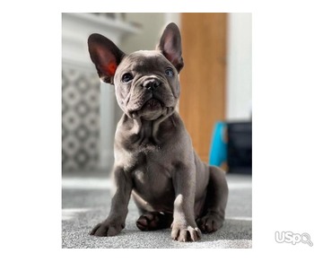 FEMALE FRENCH BULL DOG