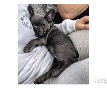 FEMALE FRENCH BULL DOG