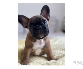 French bulldog red/fawn