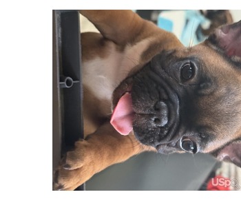 French bulldog red/fawn