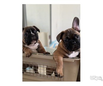 French bulldog red/fawn