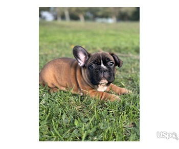 French bulldog red/fawn