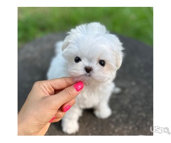 Teacup Maltese For Sale