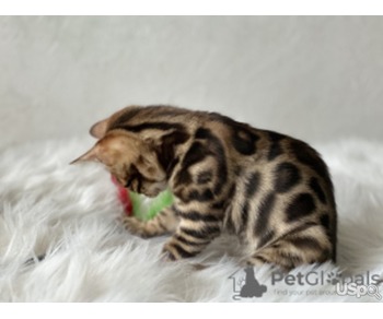 Bengal Kitten