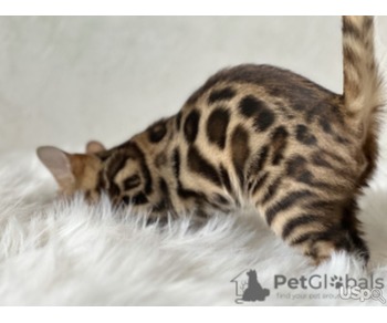 Bengal Kitten