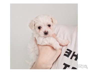 Maltese puppies for adoption