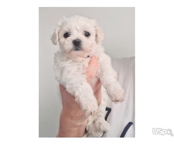 Maltese puppies for adoption