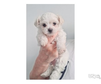 Maltese puppies for adoption