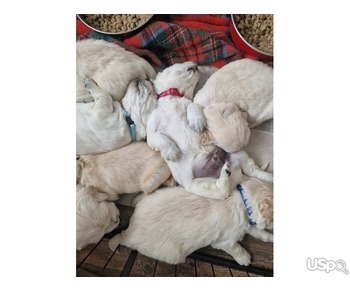 Golden Retriever Puppies