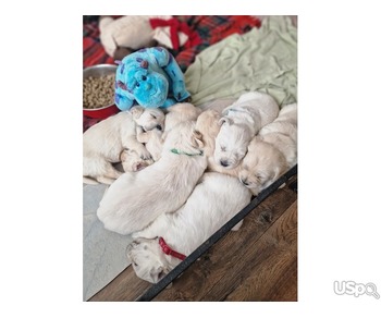 Golden Retriever Puppies