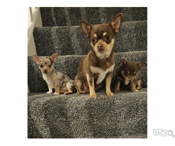 Chihuahua Puppies