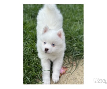 Cute Pomsky Puppies