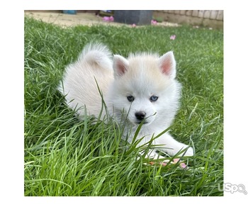 Cute Pomsky Puppies