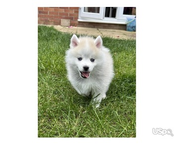 Cute Pomsky Puppies