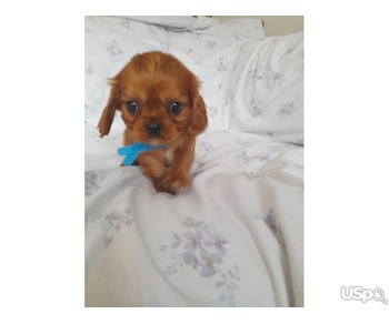 Cavalier King Charles Puppies