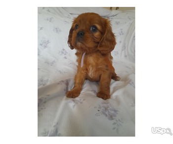 Cavalier King Charles Puppies