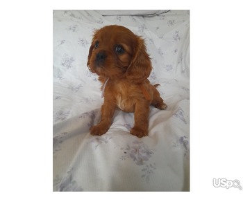 Cavalier King Charles Puppies