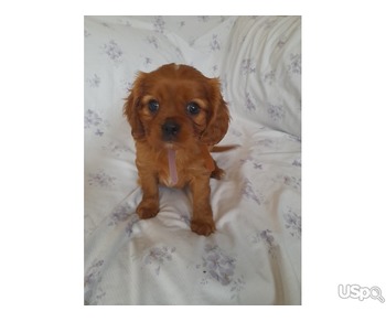 Cavalier King Charles Puppies